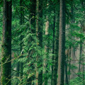 Understanding Timber Rights in US Property Law